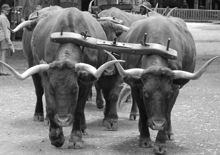 O jugo (iugum, yoke) que dá origem ao sentido literal da raiz yuj: atrelar, unir